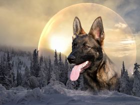 Deckrüde DSH DDR Linie TOP Gesund und tolles Wesen DEUTSCHER SCHÄFERHUND Stockhaar