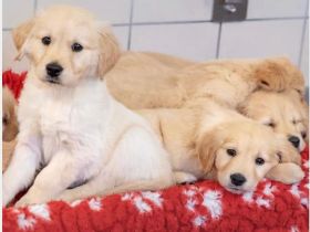 Labrador / Golden Retriever