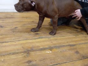 Bordeaux Dogge+Old English Bulldoge