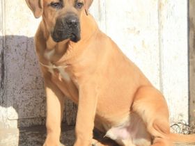 Cane corso Welpen