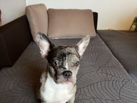 Französische Bulldoggen Welpen 950€ FP!!!