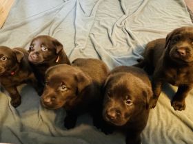Wunderschöne reinrassige schokobraune Labradorwelpen mit Ahnentafel