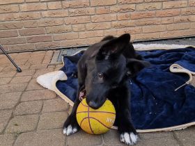 MALINOIS/BORDER COLLIE MIX