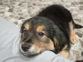 Kleiner Mischlingsrüde dringend abzugeben