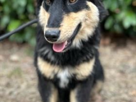 Verspielter Ludwig sucht eine Familie