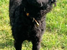 Lockenmädchen Ceta sucht ein Zuhause