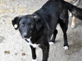 Wayona, gerettet aus dem städtischen Shelter, sucht ihre Menschen