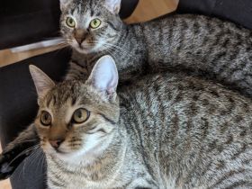 Zwei Katzen abzugeben