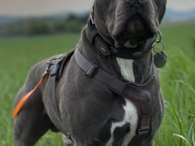 American Staffordshire Terrier Welpen suchen Ihr neues Zuhause.