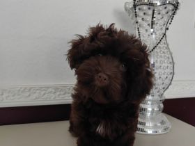 Bolonka Zwetna Welpen