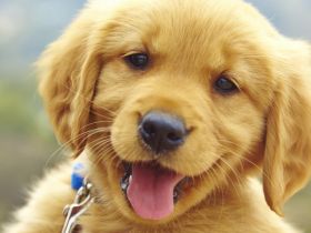 Labrador Golden Retriever