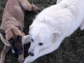 Mallinoi Pyrenäenberghund Osteuropäischer Schäferhund Mischling