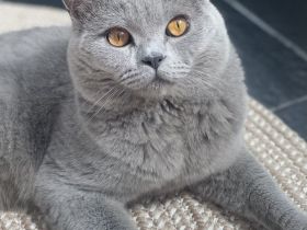 Bkh Deckkater mit Stammbaum, Blutgruppe B