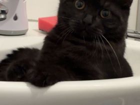 2 Wundervolle BKH jung Kater zusammen abzugeben