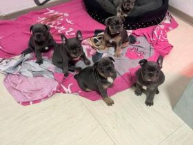 Französisch old englisch Bulldogge  blue welpen