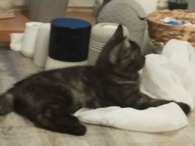 BKH katze  zu Verkaufen