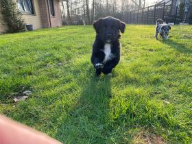 Australian Shepherd * Golden Retriever