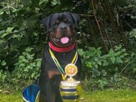 Rottweiler Deckrüde