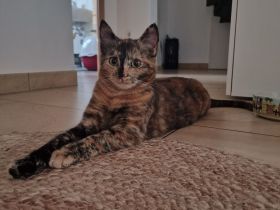 Wunderschönes Katzen-Geschwisterpaar