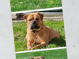 Continental Bulldoggen von der Verings Mühle