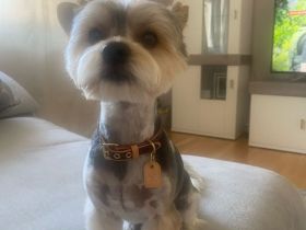 Deckrüde Yorkshire Biewer -kein Verkauf-