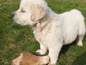 Reinrassige Golden Retriever Welpen