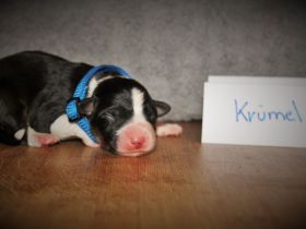 Border Collie Welpen vom Hundertrainer aufgezogen.