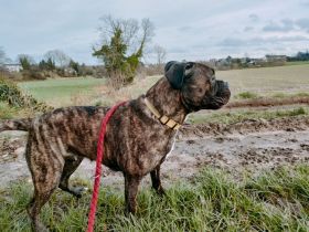 Carne Corso presa canario Hündin