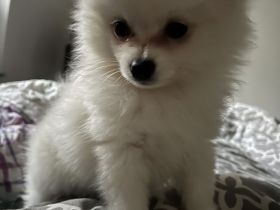 Zwergspitz Welpe 11  Wochen alt