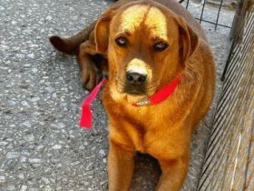 Josie, die unauffällige, nette Hündin