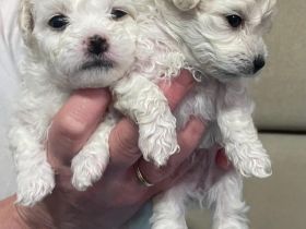 Bolognese štěňata