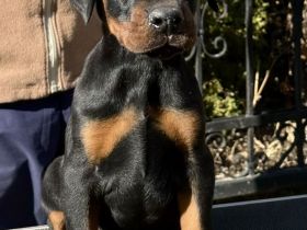 Top Dobermann Welpen