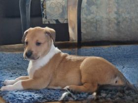 Kurzhaarcolliewelpen in tricolour und sable-white aus erfahrener VDH-Zucht