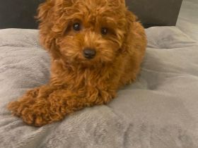 Maltipoo-Welpe Nala (4 Monate)