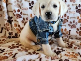 Labrador Retriever Welpen