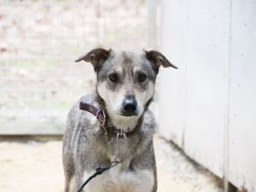 PATEN GESUCHT - Lilo, Schäferhund-Mix-Rüde, geb. 2021, noch keine Vermittlung