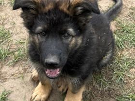 Altdeutsche Schäferhund Welpen