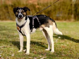 Unser hübscher Lio wartet immer noch auf ein liebevolles Zuhause