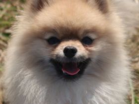 Pomeranian/Zwergspitz Deckrüde