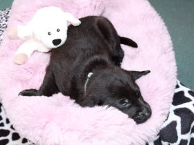 Labrador mischling welpen