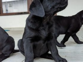Labrador
