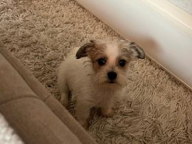 Maljack(jack russell /malteser)