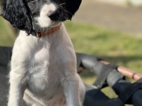 Große Münsterländer Welpen suchen ein liebevolles Zuhause