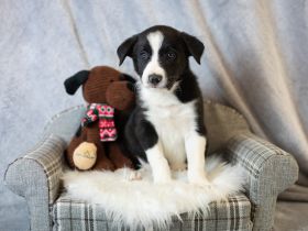 Border Collie Welpe