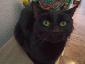 2 Kater (Brüder) und eine Katze abzugeben