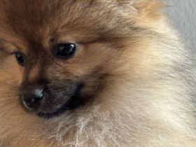 Sehr gesunde Pomeriaan/ Spitz Rüden