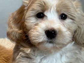 Kleine Doodle Welpen in mehrere farben auch für Allergiker !