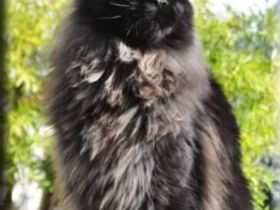 Traumkater sucht liebevolle Familie