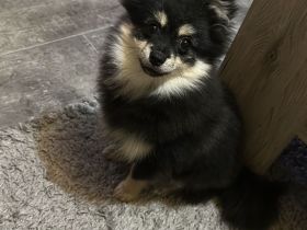 Pomeranian rüde