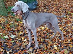 Kornelius Cooper vom Pfauenhof